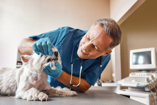Best Emergency Dental Services for Seniors in Roseville, MI